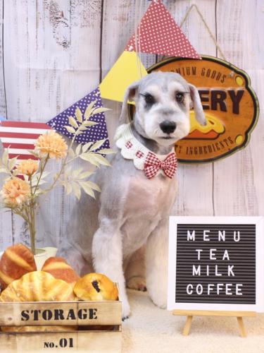 20240908りくくん